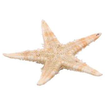 100vnt Gamtos Žvaigždė Seashell Beach Amatų Natūralus Jūros Žvaigždės 
