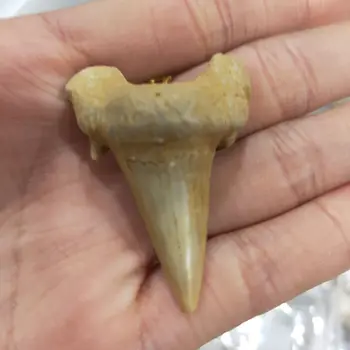 1pcs Natūrali gyvūnų iškastinio ryklių dantų iškastinio mineralinių pavyzdį, kaip dovana, dekoratyviniai priedai veltiniams, vilna