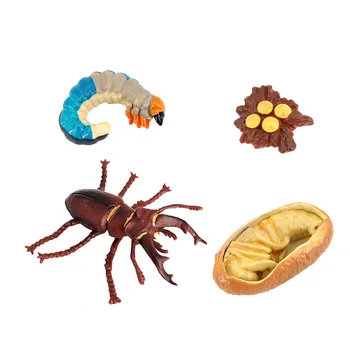 Gyvenimo Ciklas Vabzdžių - Apima Kiaušinis, Lerva, Ir Vabzdžių Švietimo
