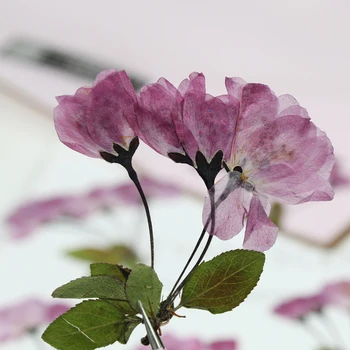 Nekilnojamojo Džiovintų Presuotų Natūralių Gėlių, Žvakių Mažas Sakura su Kamieninėmis Cherry Blossom Dervos Papuošalų Begonia Bloom Pelėsių Užpildyti